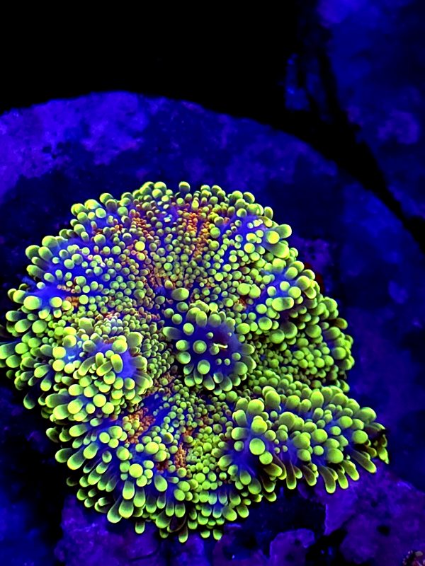 SBB " Jade Forest" Mushroom Yuma XL size