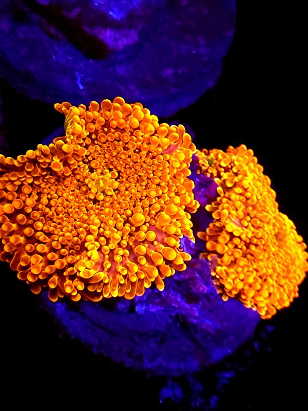 SBB " Orange peel" Mushroom 2 Heads super Bright