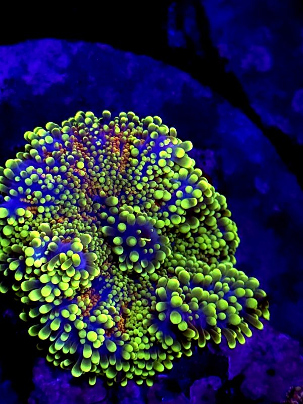SBB " Jade Forest" Mushroom Yuma