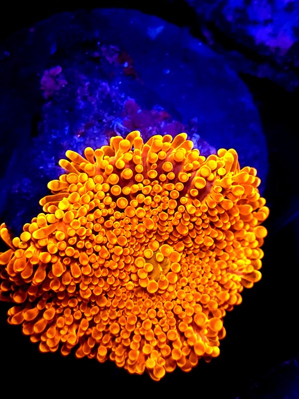 SBB " Orange Peel" Mushroom Insane Bright