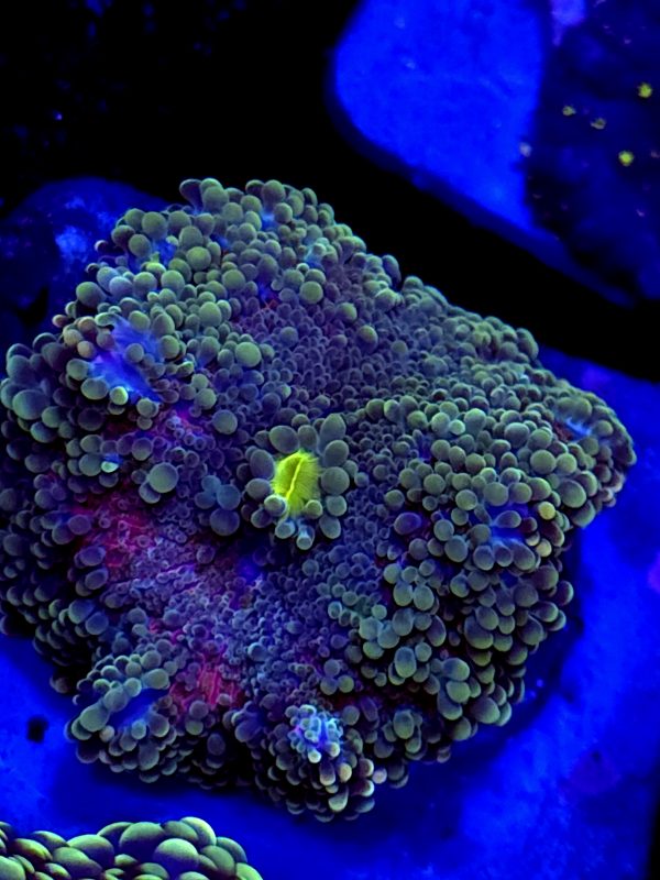 SBB no name XL yuma Mushroom