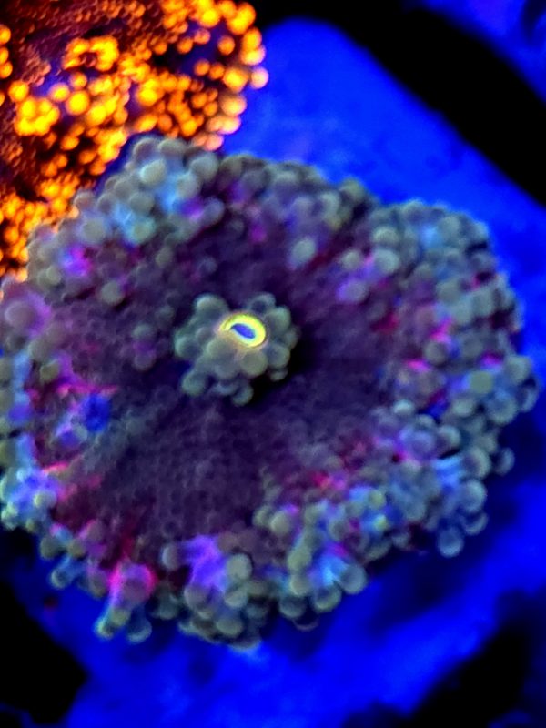 SBB XL Size Purple Mushroom Yuma