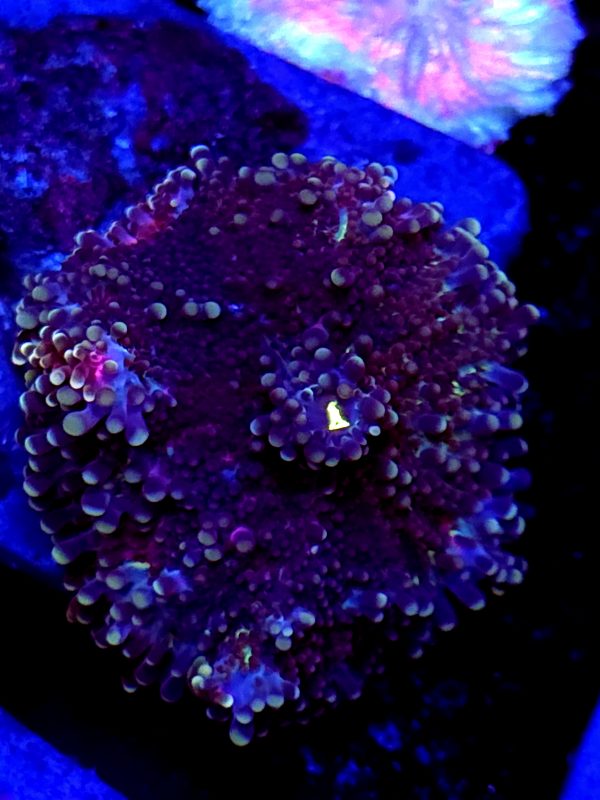 SB Purple Mushroom Yuma XL size