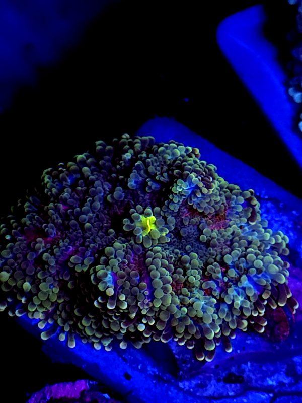 SBB no name Mushroom Yuma XL size