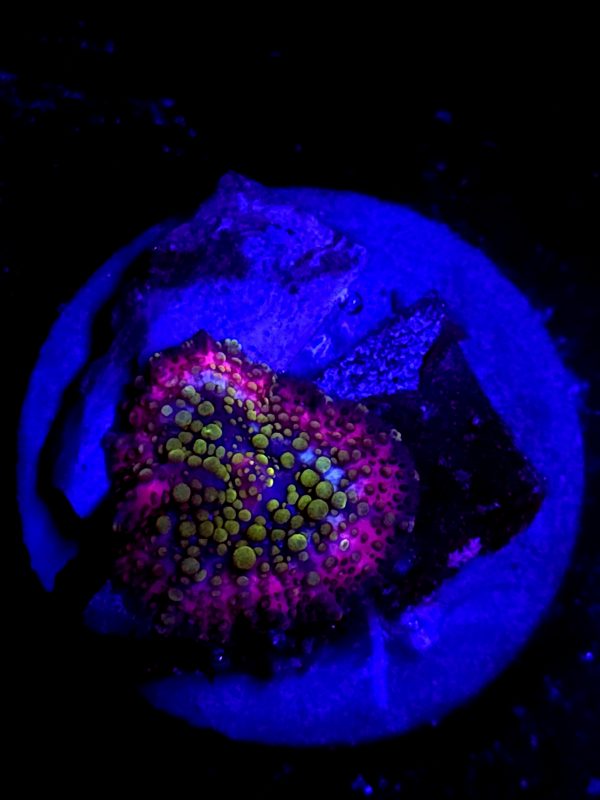 SBB " Pastel Neptune" Mushroom
