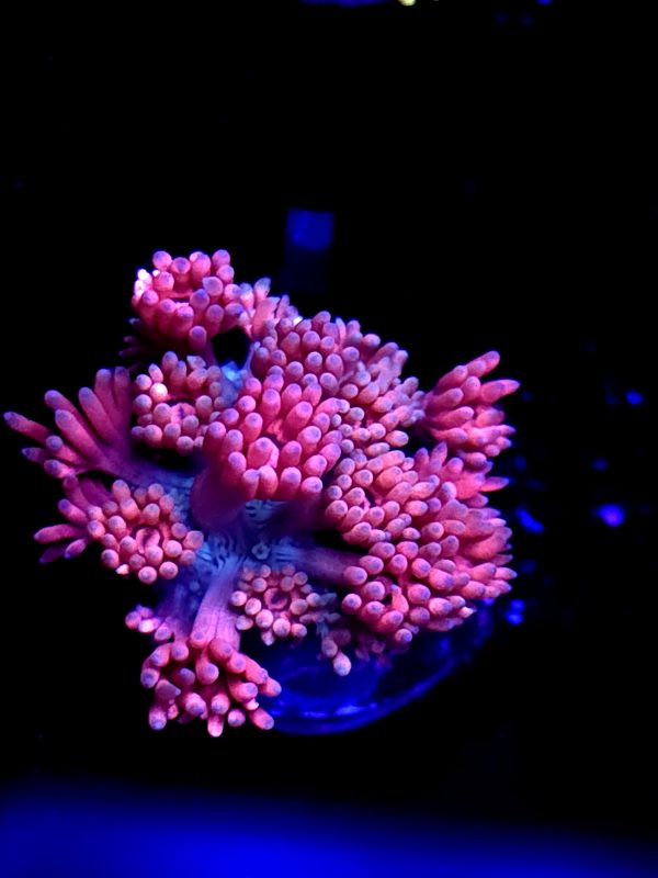 SBB "Nebulos Chew" Goni Medium