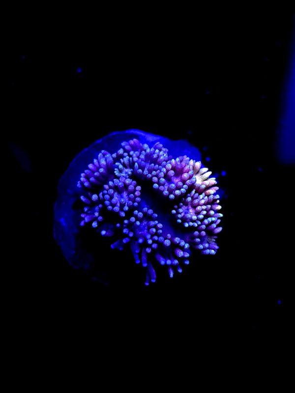 SBB "Rainbow Potion" Goni Small