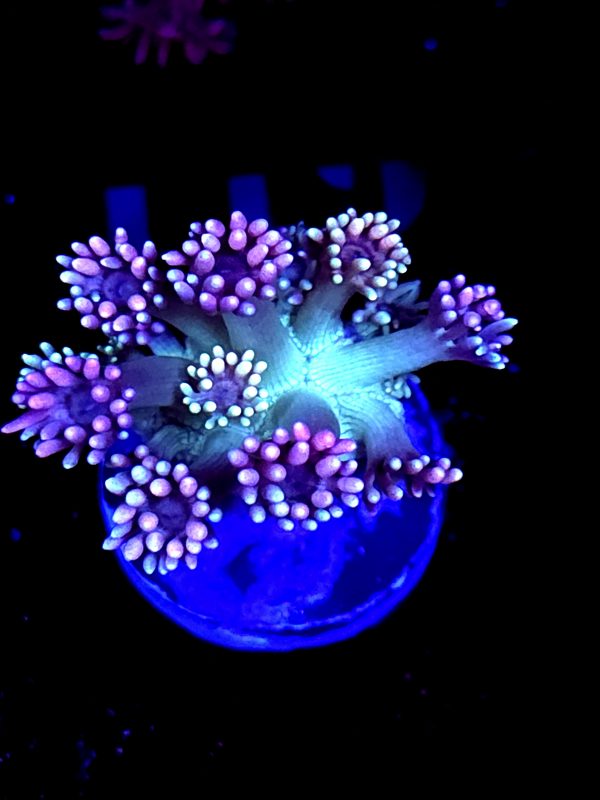 SBB "Lilac Dream" Goni Medium