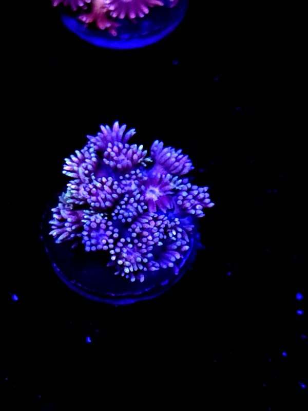 SBB "Rainbow Potion" Goni Medium