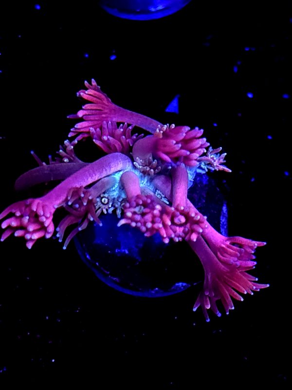 SBB "Lava Bloom" Goni Small