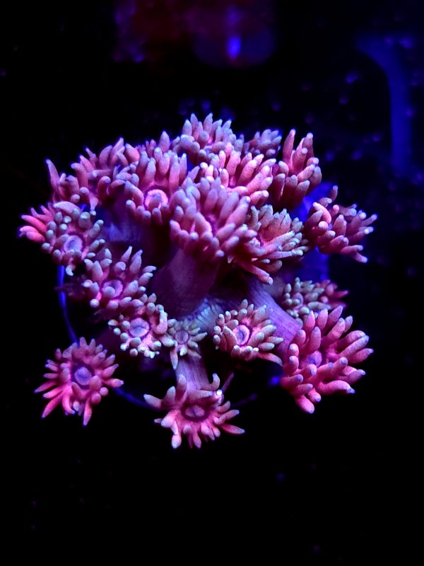 SBB "Nebulas Chew" Goni Small