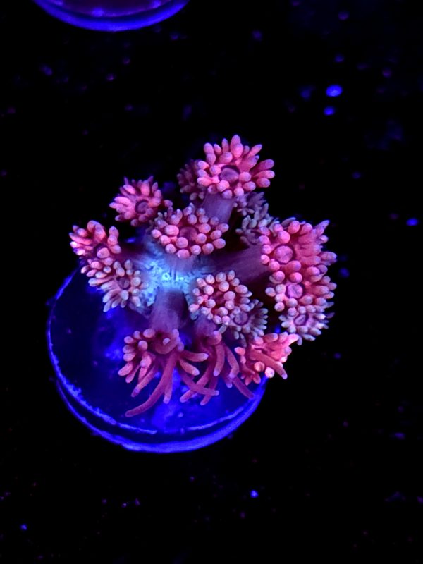 SBB "Nebulos Chew" Goni Small