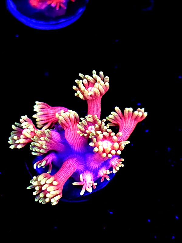 SBB "Flame Dancer" Goni Medium