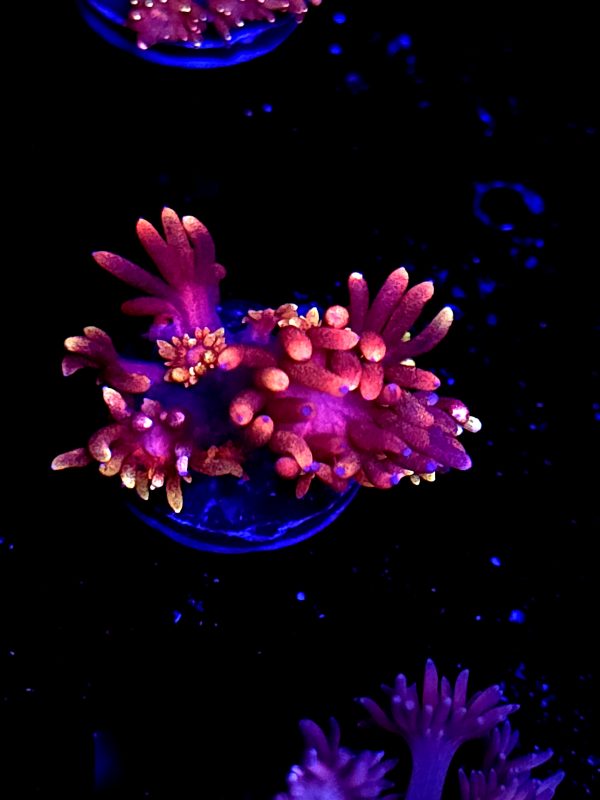 SBB "Pink Elephant" Goni Medium