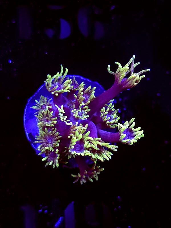 SBB "Blood Lotus" Goni Tiny