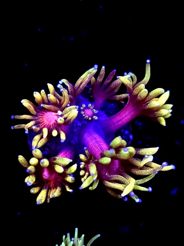 SBB "Blood Lotus" Goni Small