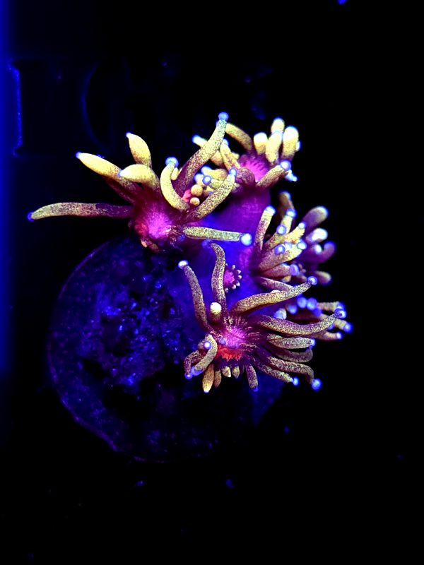 SBB "Blood Lotus" Goni Small