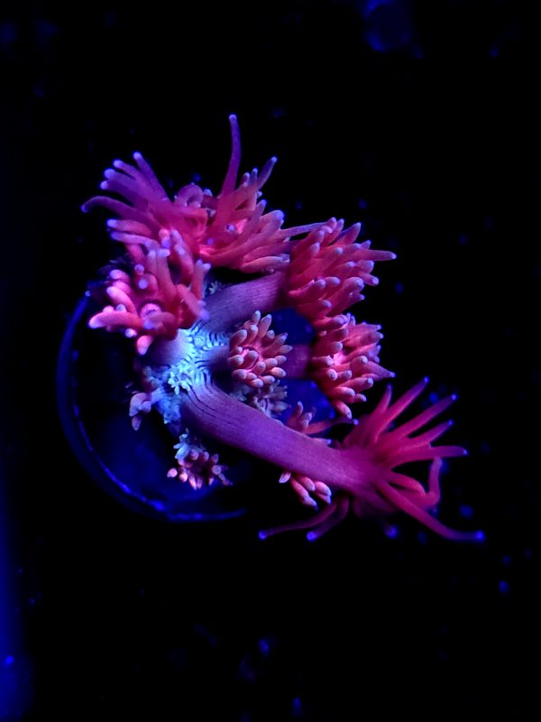 SBB "Nebulas Chew" Goni Small