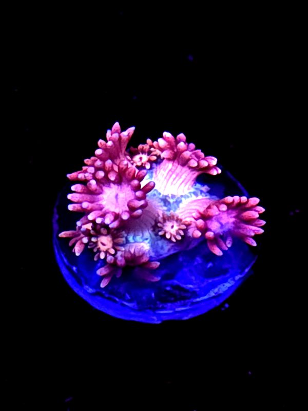 SBB "Unicorn Candy" Goni Small