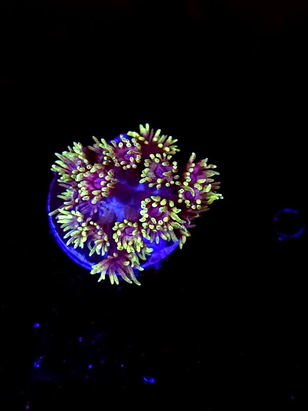 SBB "Blood Lotus" Goni Small