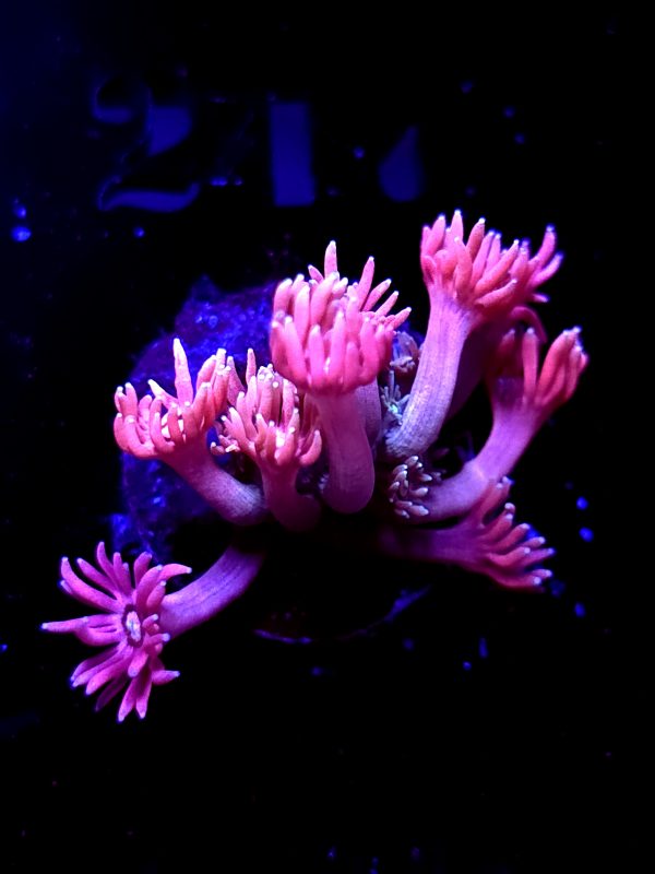 SBB "Lava Bloom" Goni Small