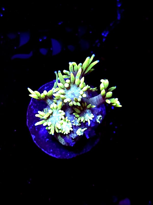 SBB "Jungle Gecko" Goni Small