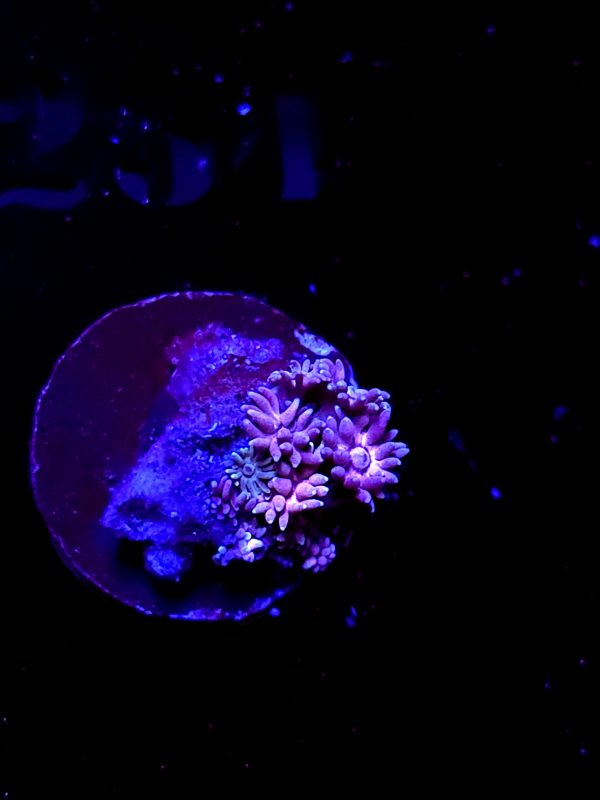 SBB "Lava Bloom" Goni Tiny