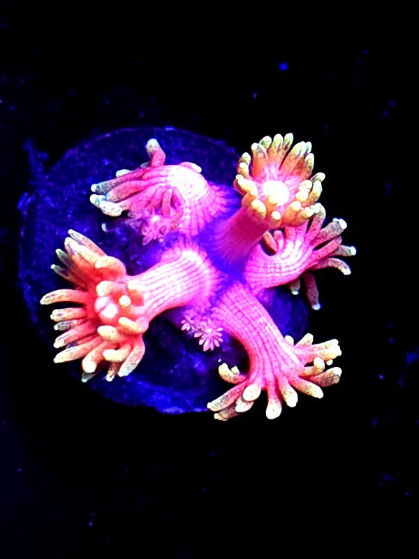 SBB "Flame Dancer" Goni Tiny