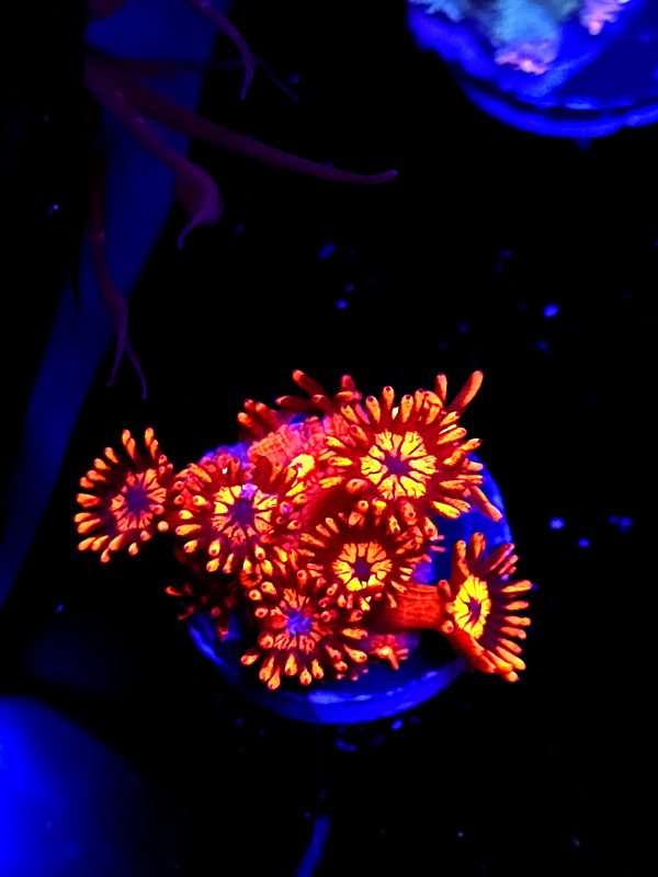 SBB "Krakatoa Lava" Goni Medium
