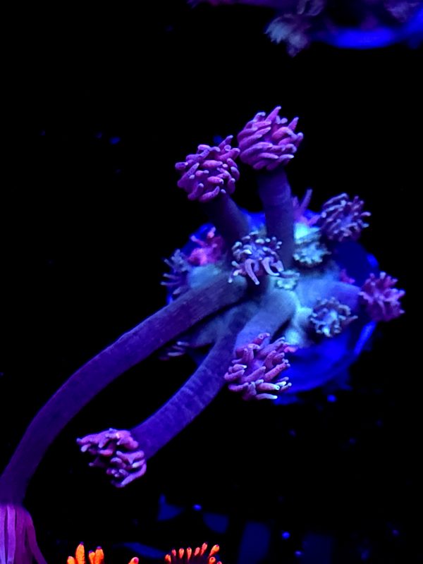 SBB "Blue Grasshopper" Goni Small
