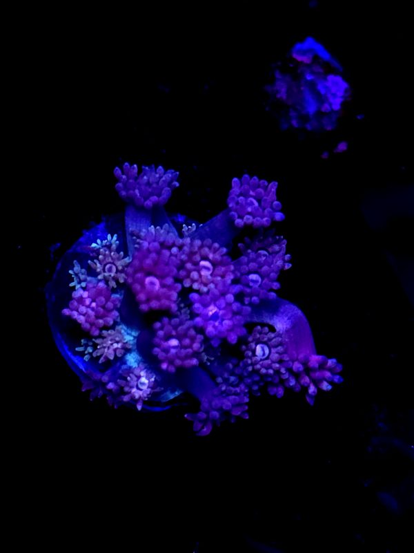 SBB "Lava Bloom" Goni Medium