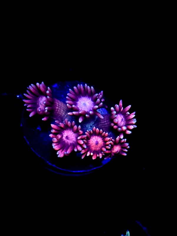 SBB "Unicorn Candy" Goni Small
