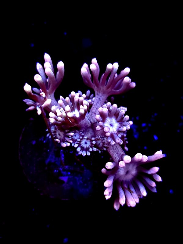 SBB "Petal Storm" Goni Small