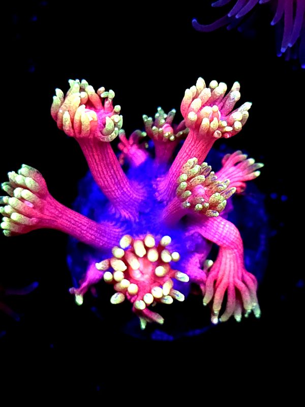 SBB "Flame Dancer" Goni Small