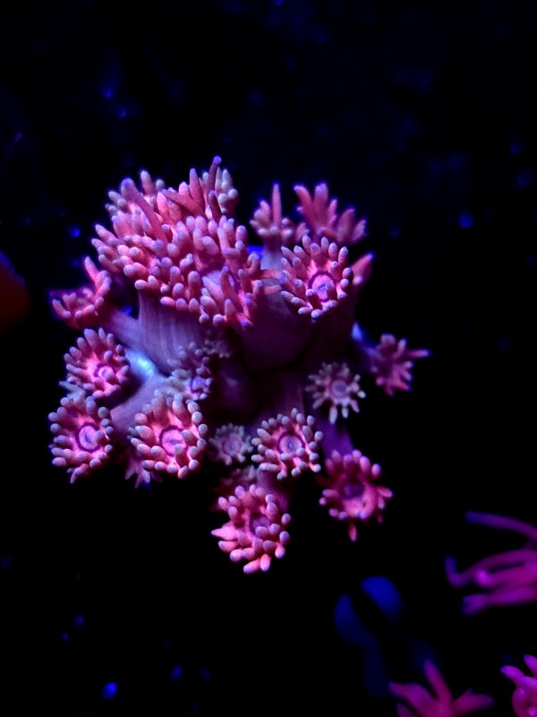 SBB "Nebulas Chew" Goni Medium