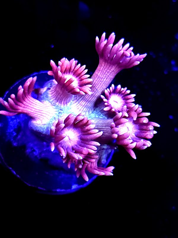 SBB "Unicorn Candy" Goni Small