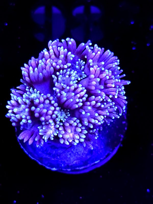 SBB "Rainbow Potion" Goni Medium