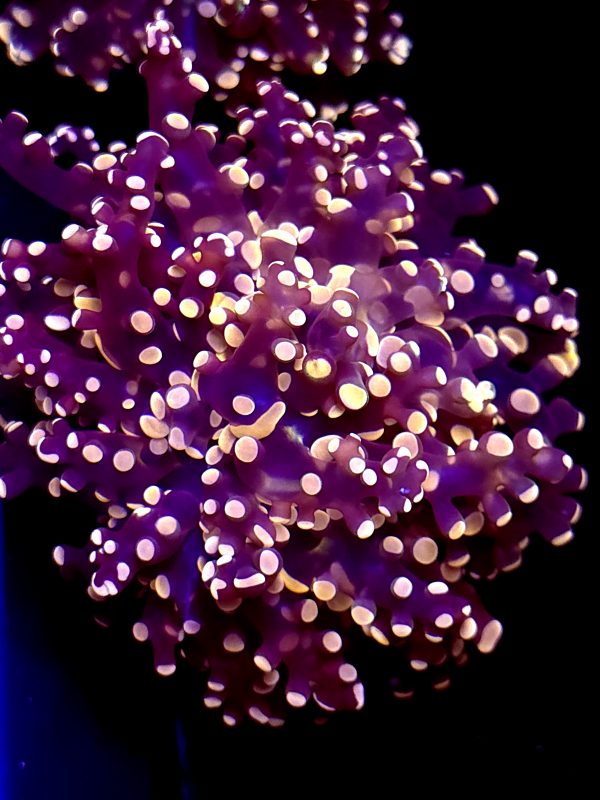 SBB " Princess Peach" Frogspawn