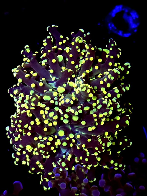 SBB " Kermit the Frog" frogspawn