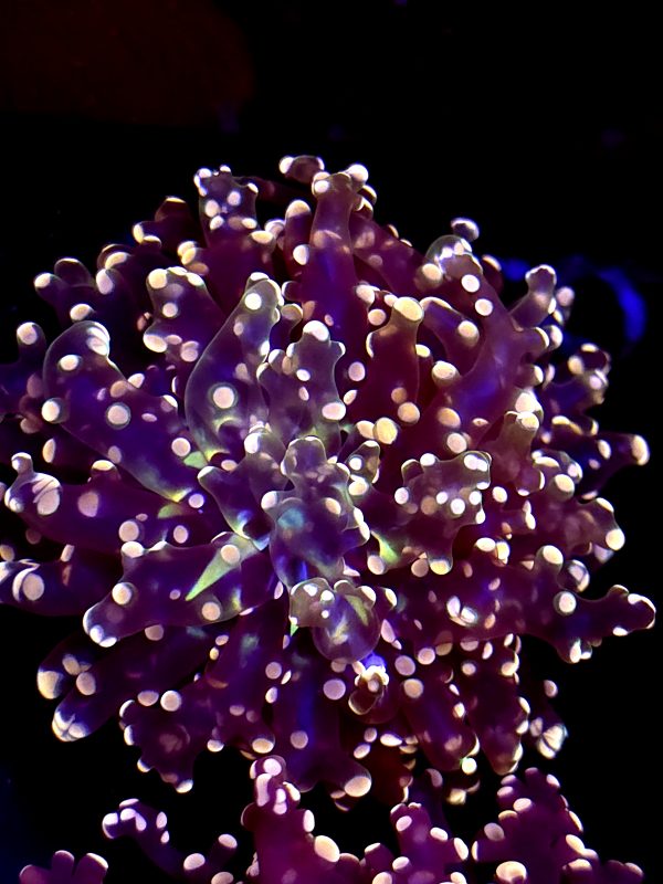 SBB " Princess Peach" Frogspawn