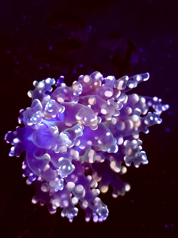SBB Frogspawn