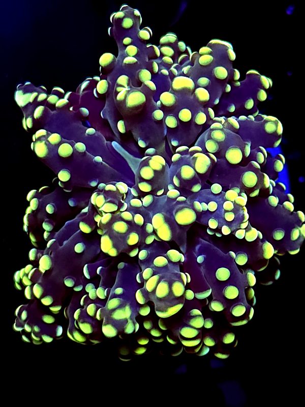 SBB " Kermit the Frog" frogspawn