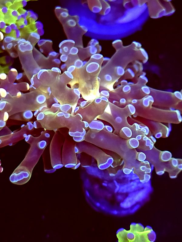 SBB "Blue Clues' Frogspawn yellow Mouth