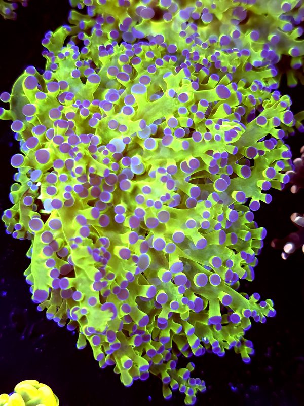 SBB " Kermit the Frog" frogspawn