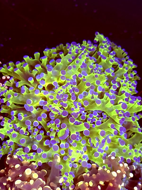 SBB Keroppi Frogspawn