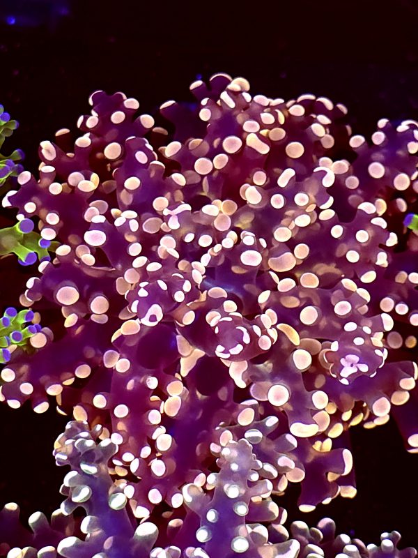 SBB Princess peach Frogspawn