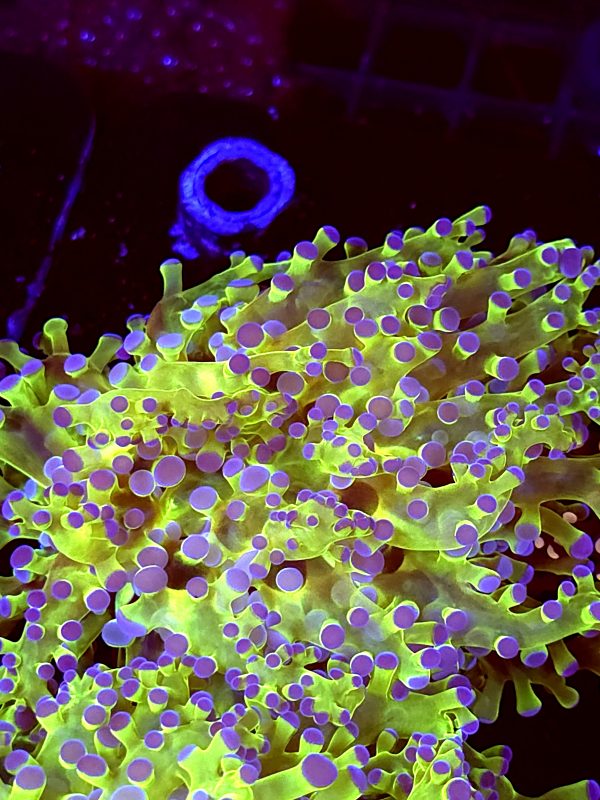 SBB Keroppi Frogspawn