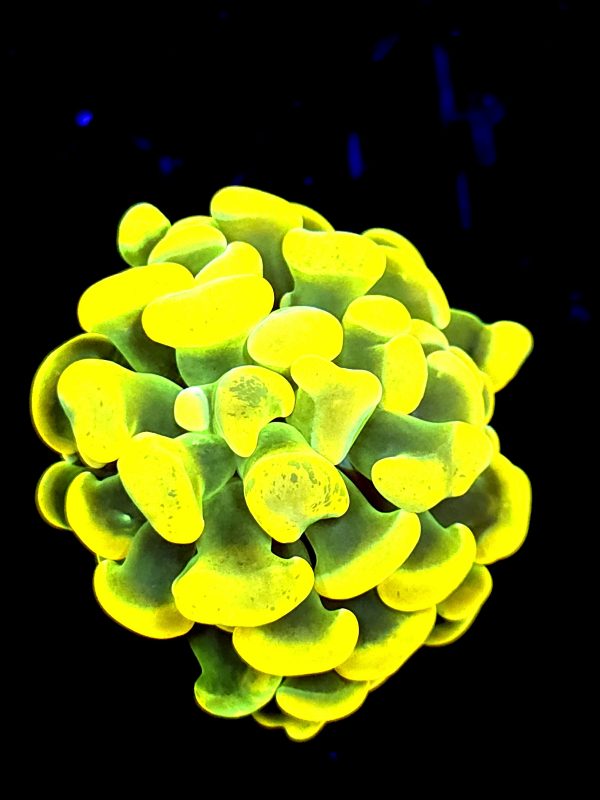 SBB Big Bird hammer Bright Yellow