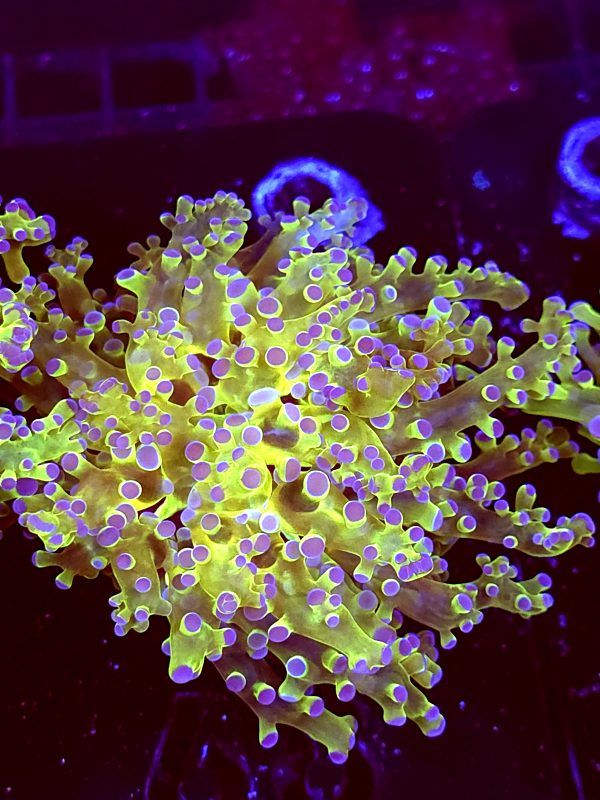 SBB Keroppi Frogspawn Xl size