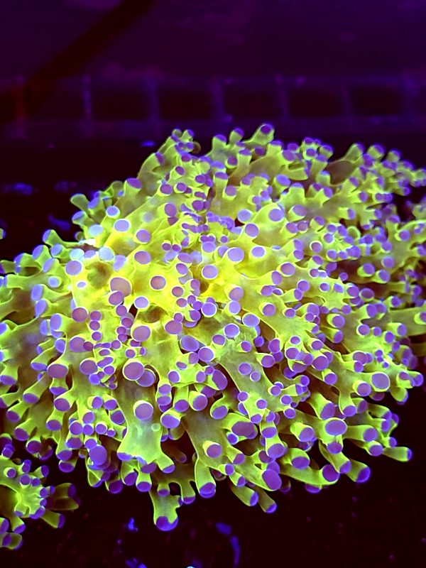 SBB Keroppi Frogspawn XL size